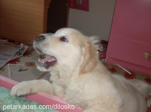 çilek Dişi Golden Retriever