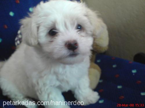 köpük Dişi West Highland White Terrier