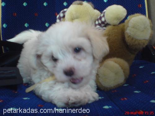 köpük Dişi West Highland White Terrier