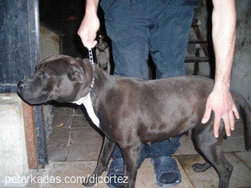 naz Dişi Amerikan Staffordshire Terrier