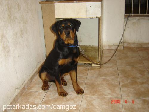 keş Erkek Rottweiler