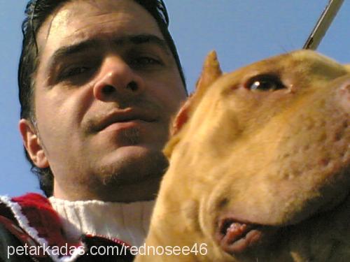 şilaa Dişi Amerikan Pitbull Terrier