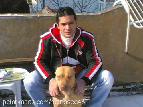 şilaa Dişi Amerikan Pitbull Terrier