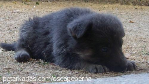 a-s-İ-l Dişi Alman Çoban Köpeği