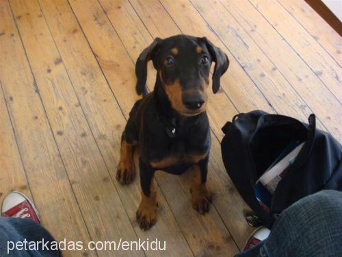 enkidu Erkek Doberman Pinscher