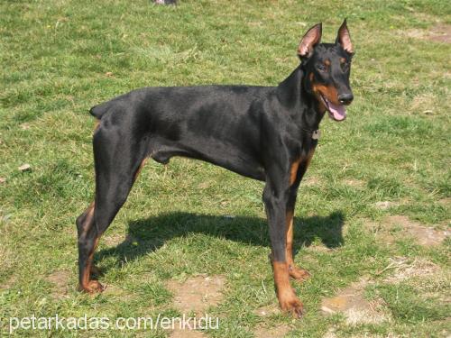 enkidu Erkek Doberman Pinscher