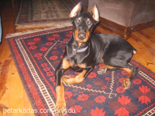 enkidu Erkek Doberman Pinscher