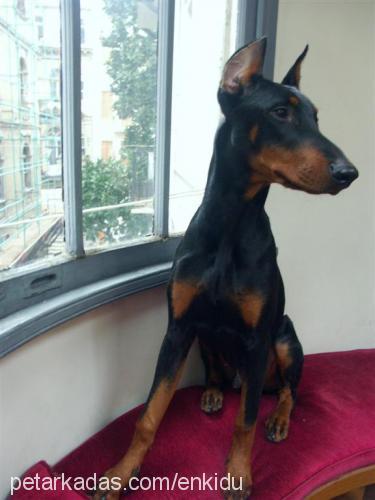 enkidu Erkek Doberman Pinscher