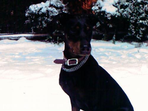 doberman Erkek Doberman Pinscher