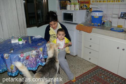 dost Erkek Sibirya Kurdu (Husky)