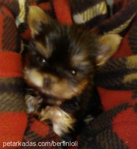 loli Dişi Yorkshire Terrier