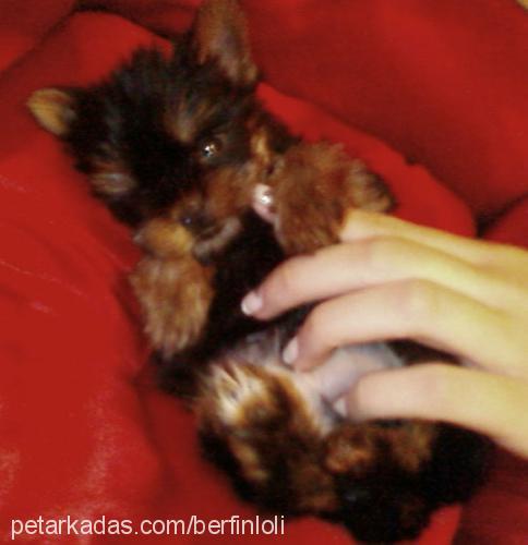 loli Dişi Yorkshire Terrier