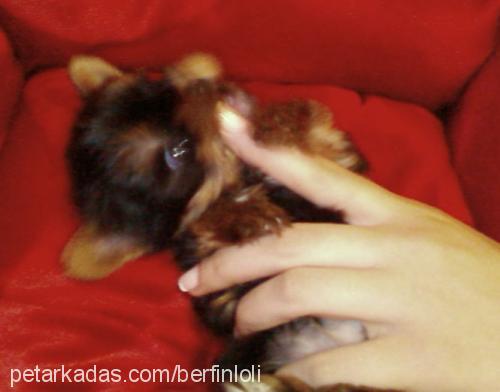 loli Dişi Yorkshire Terrier