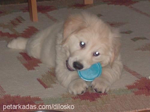 çilek Dişi Golden Retriever