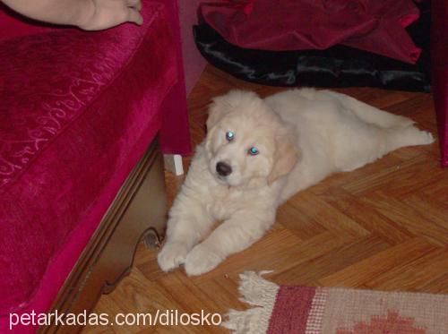 çilek Dişi Golden Retriever