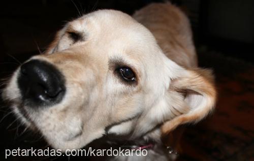 ajda Dişi Golden Retriever