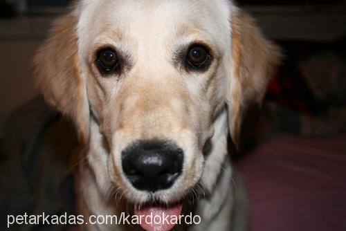 ajda Dişi Golden Retriever