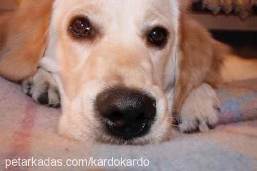 ajda Dişi Golden Retriever