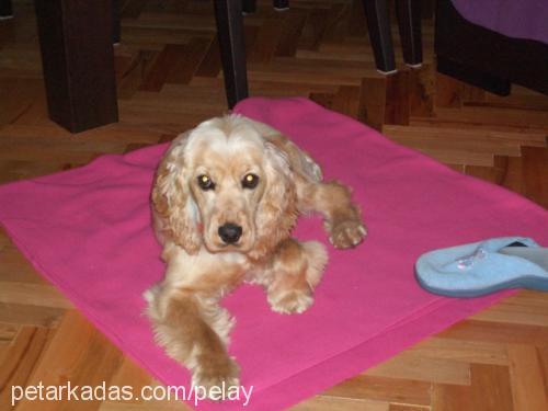 karamel Erkek Amerikan Cocker Spaniel