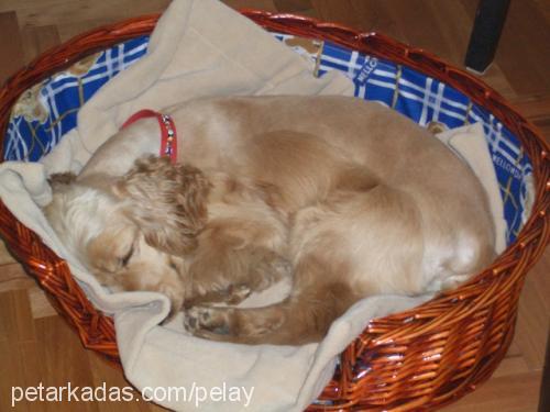 karamel Erkek Amerikan Cocker Spaniel