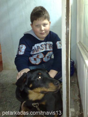 maya Dişi Rottweiler