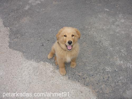 rico Erkek Golden Retriever