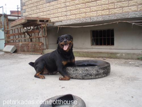 bety Dişi Rottweiler