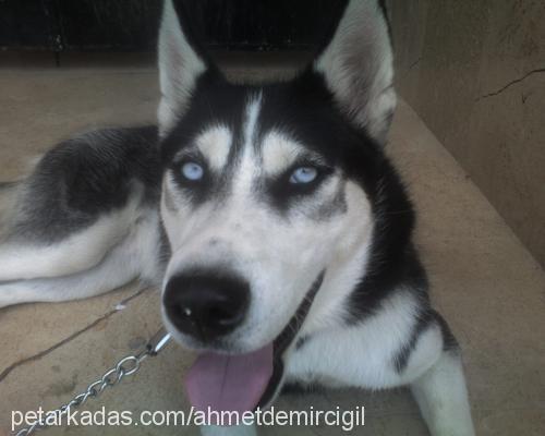 betsi Dişi Sibirya Kurdu (Husky)