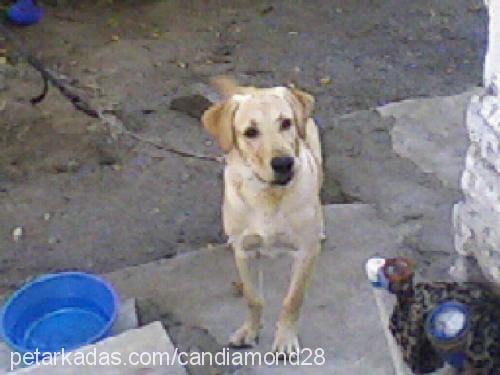 oğlum Erkek Labrador Retriever