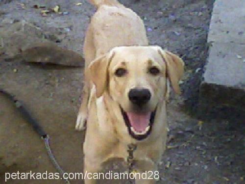 oğlum Erkek Labrador Retriever