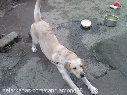 oğlum Erkek Labrador Retriever