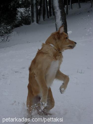 tarcin Erkek Golden Retriever