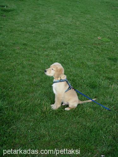 tarcin Erkek Golden Retriever