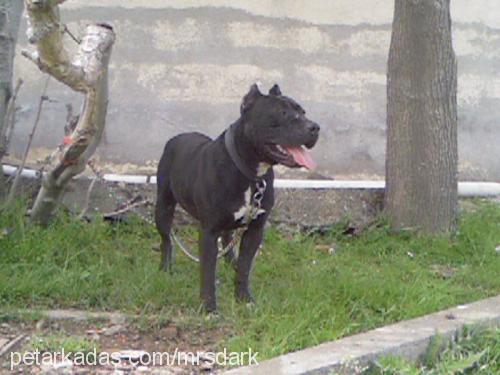 darkk Erkek Amerikan Pitbull Terrier