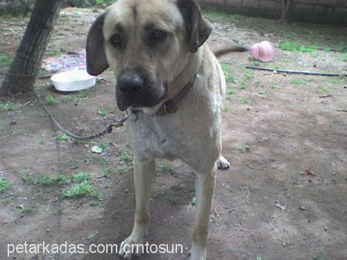 tosun Erkek Kangal