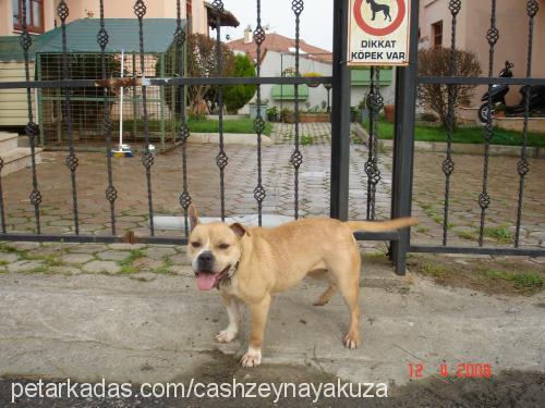 zeyna Dişi Amerikan Staffordshire Terrier