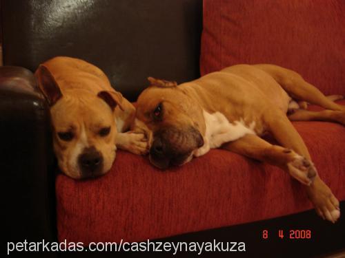 zeyna Dişi Amerikan Staffordshire Terrier