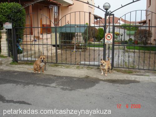 zeyna Dişi Amerikan Staffordshire Terrier