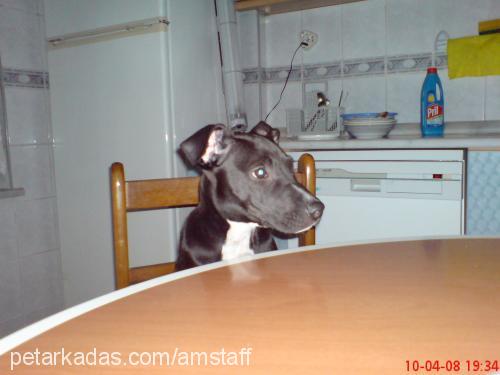 mex Erkek Amerikan Staffordshire Terrier