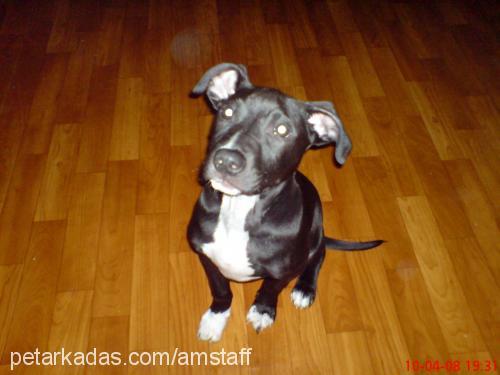 mex Erkek Amerikan Staffordshire Terrier