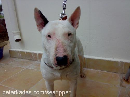 eva Dişi Bull Terrier