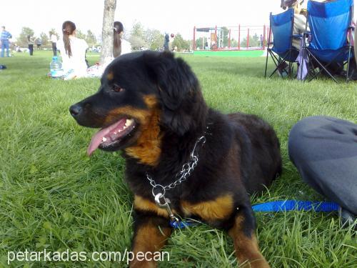 peçan Dişi Rottweiler