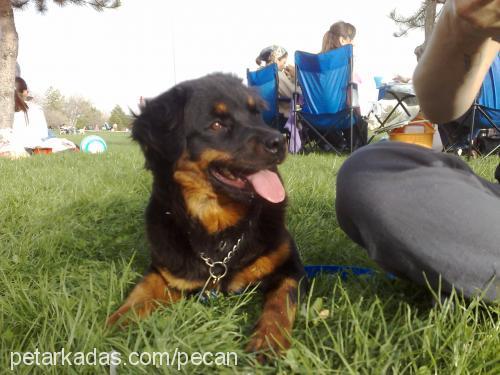 peçan Dişi Rottweiler