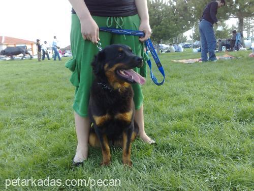 peçan Dişi Rottweiler