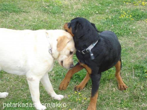 eva Dişi Labrador Retriever