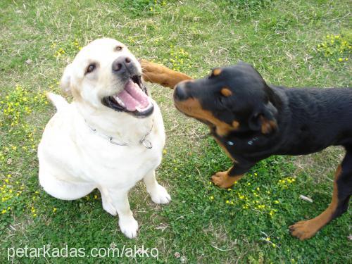 eva Dişi Labrador Retriever