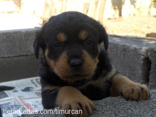 ares Erkek Rottweiler