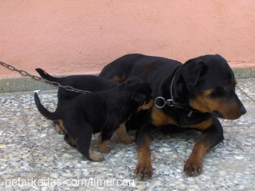 ares Erkek Rottweiler