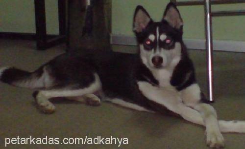 lucy Dişi Sibirya Kurdu (Husky)