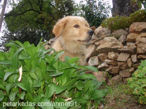 rico Erkek Golden Retriever